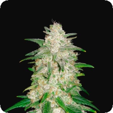 Fast  Buds  Cannabis  Seeds  Gelato  Auto