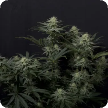 Fast Buds Cannabis Seeds Gg4 Sherbet Ff Fast Flowering