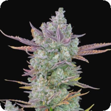 Fast  Buds  Cannabis  Seeds  Gorilla  Cookies  Auto