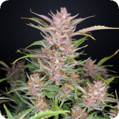 Fast  Buds  Cannabis  Seeds  Gorilla  Punch  Auto