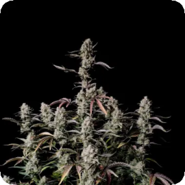 Fast  Buds  Cannabis  Seeds  Gorilla  Zkittlez  Auto