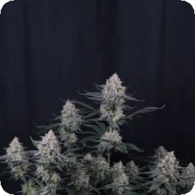 Fast  Buds  Cannabis  Seeds  Guava  Sundae  Auto