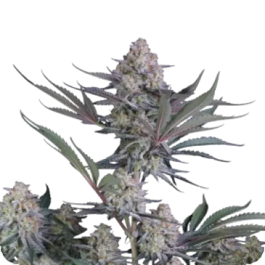 Fast  Buds  Cannabis  Seeds  Lemon  Tree  Auto