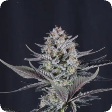 Fast  Buds  Cannabis  Seeds  Mendo  Guava  Auto