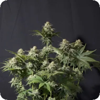 Fast Buds Cannabis Seeds Orange Sherbet Ff Fast Flowering