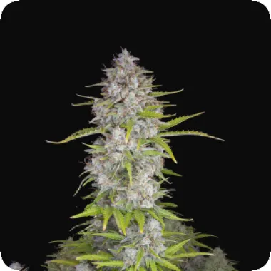 Fast  Buds  Cannabis  Seeds  Orange  Sherbet