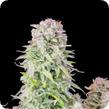 Fast  Buds  Cannabis  Seeds  Original  Auto  Afghan  Kush