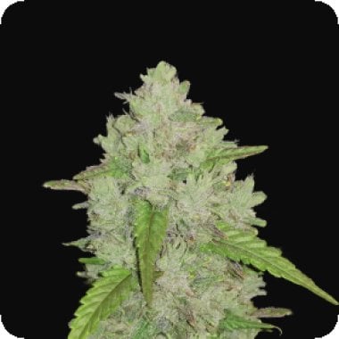 Fast  Buds  Cannabis  Seeds  Original  Auto  Amnesia  Haze