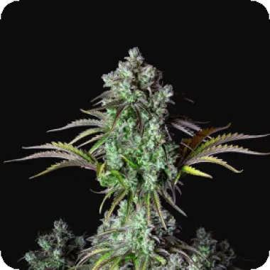 Fast  Buds  Cannabis  Seeds  Original  Auto  Big  Bud