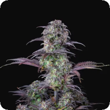 Fast  Buds  Cannabis  Seeds  Original  Auto  Blueberry