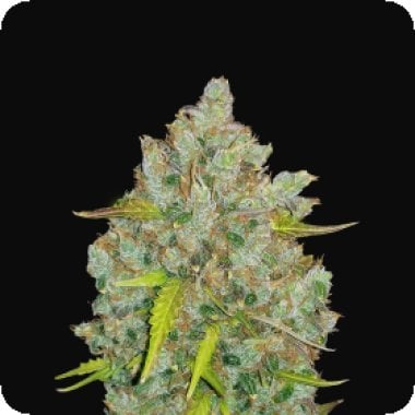 Fast  Buds  Cannabis  Seeds  Original  Auto  Bubblegum