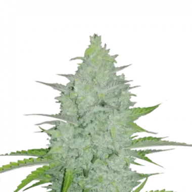 Fast  Buds  Cannabis  Seeds  Original  Auto  Cheese