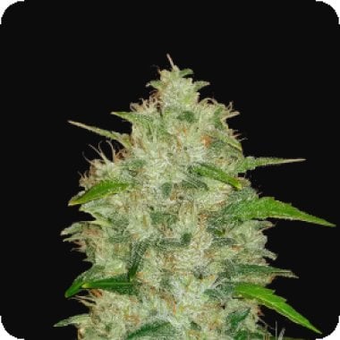 Fast  Buds  Cannabis  Seeds  Original  Auto  Chemdawg