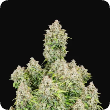 Fast  Buds  Cannabis  Seeds  Original  Auto  Cinderella