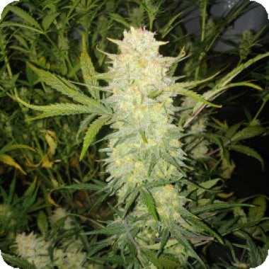 Fast  Buds  Cannabis  Seeds  Original  Auto  Critical