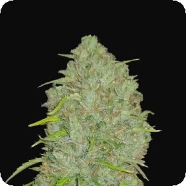 Fast  Buds  Cannabis  Seeds  Original  Auto  Jack  Herer