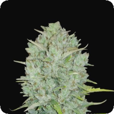 Fast  Buds  Cannabis  Seeds  Original  Auto  Northern  Lights
