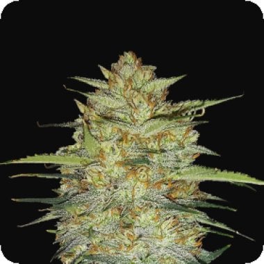 Fast  Buds  Cannabis  Seeds  Original  Auto  Og  Kush