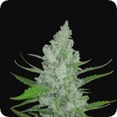 Fast  Buds  Cannabis  Seeds  Original  Auto  Sour  Diesel