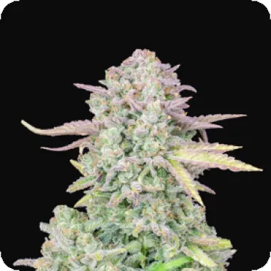 Fast  Buds  Cannabis  Seeds  Original  Auto  Trainwreck