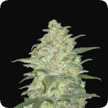 Fast  Buds  Cannabis  Seeds  Original  Auto  White  Widow