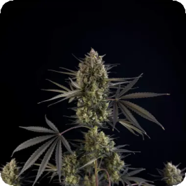 Fast  Buds  Cannabis  Seeds  Pound  Cake  Auto