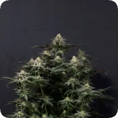 Fast Buds Cannabis Seeds Purple Lemonade Ff Fast Flowering