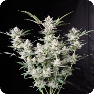 Fast  Buds  Cannabis  Seeds  Strawberry  Gorilla  Auto