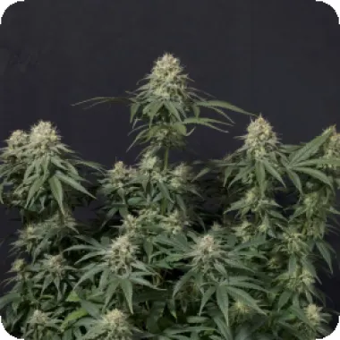 Fast Buds Cannabis Seeds Tropicana Cookies Fast Flowering