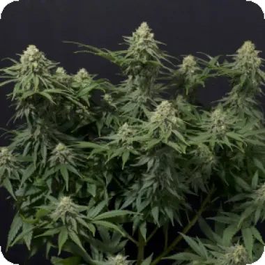 Fast Buds Cannabis Seeds Wedding Cheesecake Fast Flowering