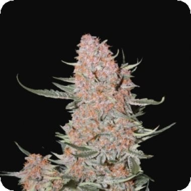Fast  Buds  Cannabis  Seeds  Ztrawberriez  Auto
