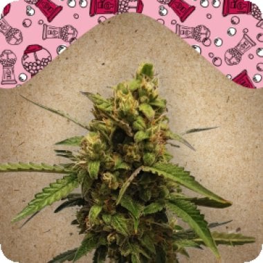 Female Cannabis Seeds Auto Bubble