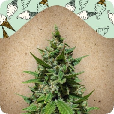 Female Cannabis Seeds Auto Gelato