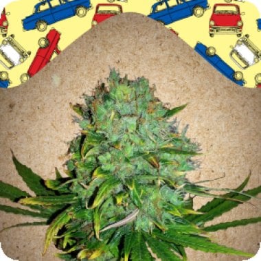 Female Cannabis Seeds Auto Nl
