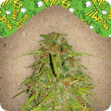 Female Cannabis Seeds Auto Speed Bud