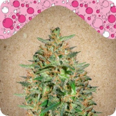 Female  Cannabis  Seeds  Bubblegummer