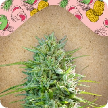 Female Cannabis Seeds C 99