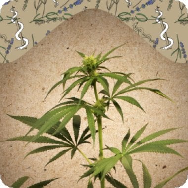 Female  Cannabis  Seeds  Cbd  Terra  Italia 40 1