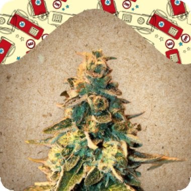 Female Cannabis Seeds Chem Og