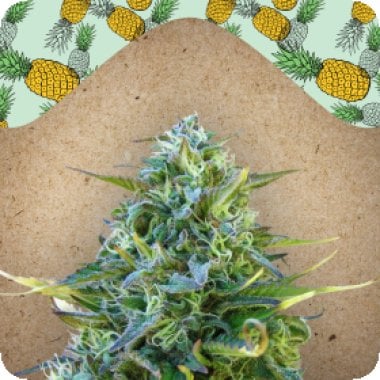 Female  Cannabis  Seeds  Critical  Sour