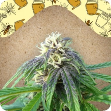 Female  Cannabis  Seeds  Easy  Sativa