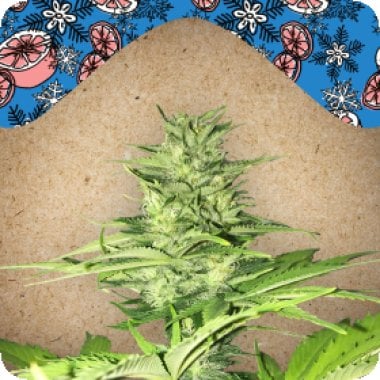 Female  Cannabis  Seeds  Iced  Grapefruit