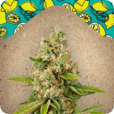 Female  Cannabis  Seeds  Lemon  Kush