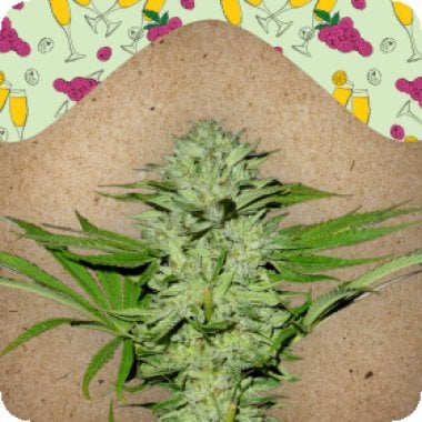 Female  Cannabis  Seeds  Mimosa  Champagne