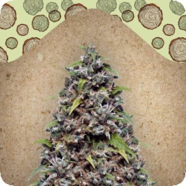 Female  Cannabis  Seeds  Pure  Ak
