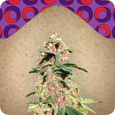 Female  Cannabis  Seeds  Red  Purps