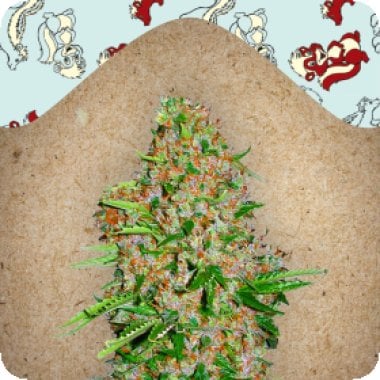 Female  Cannabis  Seeds  Skunk  Special