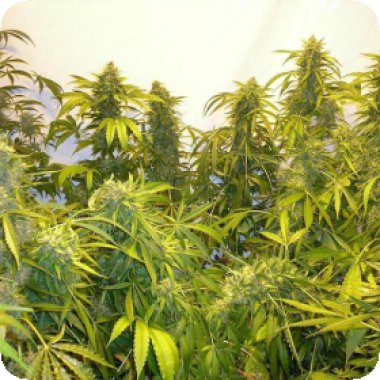 Flash  Cannabis  Seeds  Black  Samba