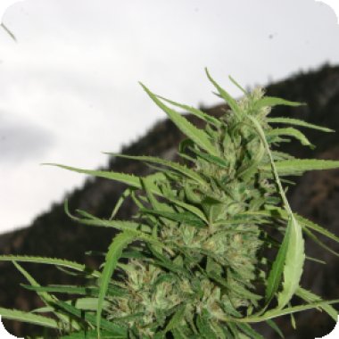 Flash  Cannabis  Seeds  Cookie  G13