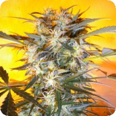 Flash Cannabis Seeds Nirvana Sky